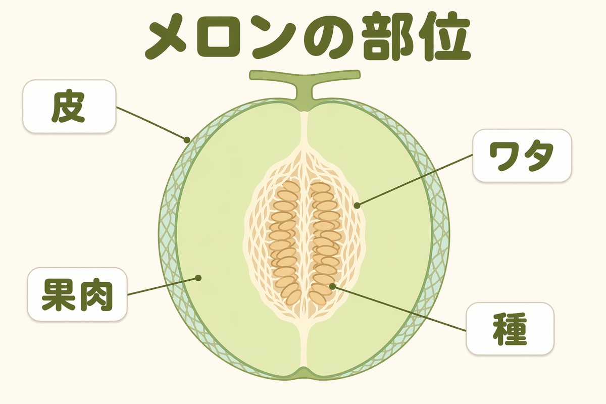 メロンの部位 皮・果肉・ワタ・種の位置