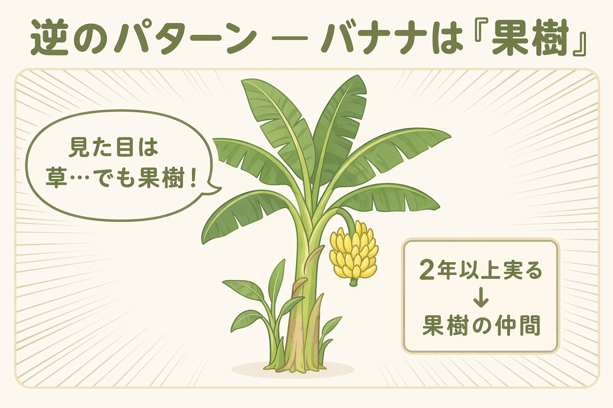 逆のパターン バナナは見た目は草でも果樹 2年以上実るため果樹の仲間