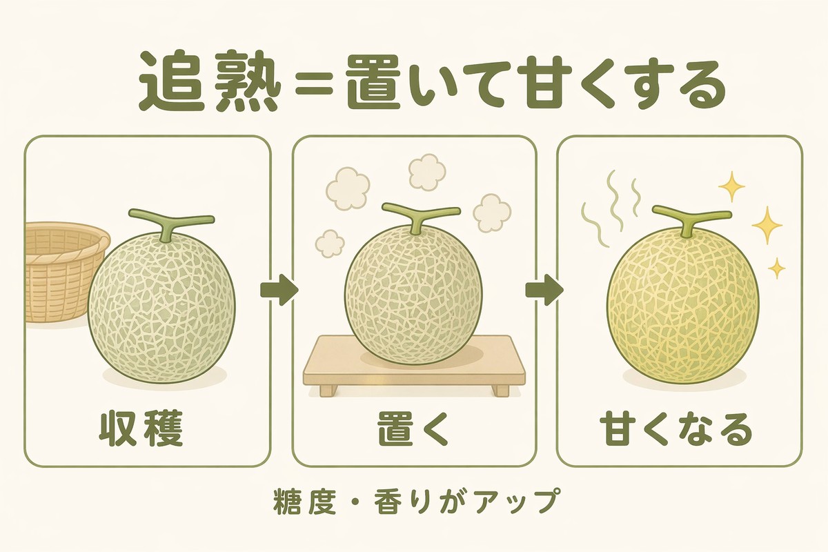 追熟＝置いて甘くする 収穫→置く→甘くなる 糖度・香りがアップ