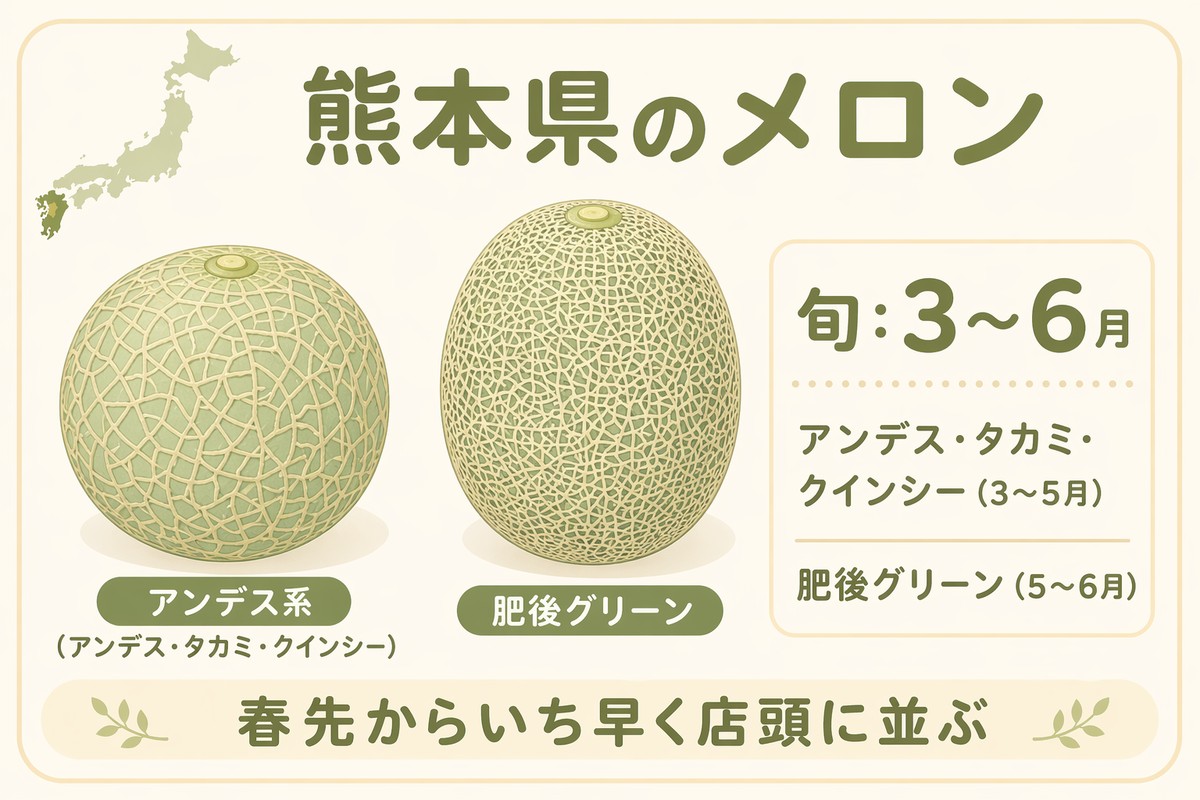 熊本県のメロン 旬3〜6月 アンデス・タカミ・クインシー（3〜5月）／肥後グリーン（5〜6月）