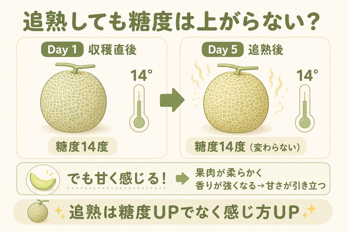 追熟しても糖度は上がらない？ Day1収穫直後（糖度14度）→Day5追熟後（糖度14度・変わらない） でも甘く感じる！果肉が柔らかく香りが強くなる→甘さが引き立つ 追熟は糖度UPでなく感じ方UP