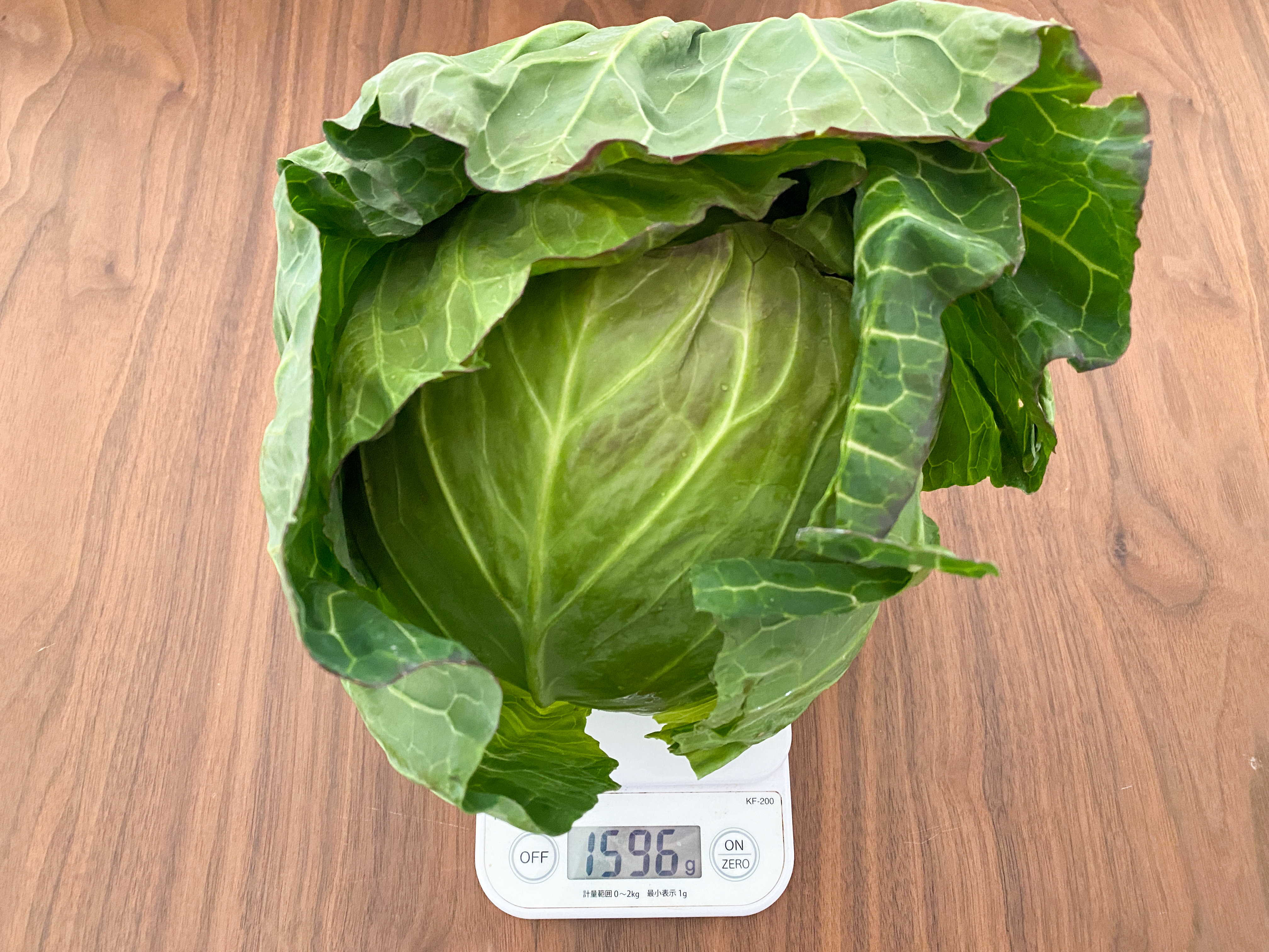 春キャベツ 秤で1596gを表示