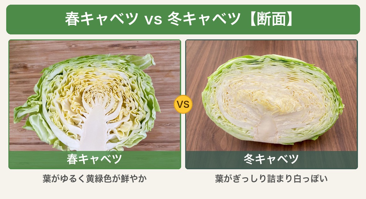 春キャベツと冬キャベツの断面比較 春キャベツは葉がゆるく黄緑色 冬キャベツは葉がぎっしり詰まり白っぽい