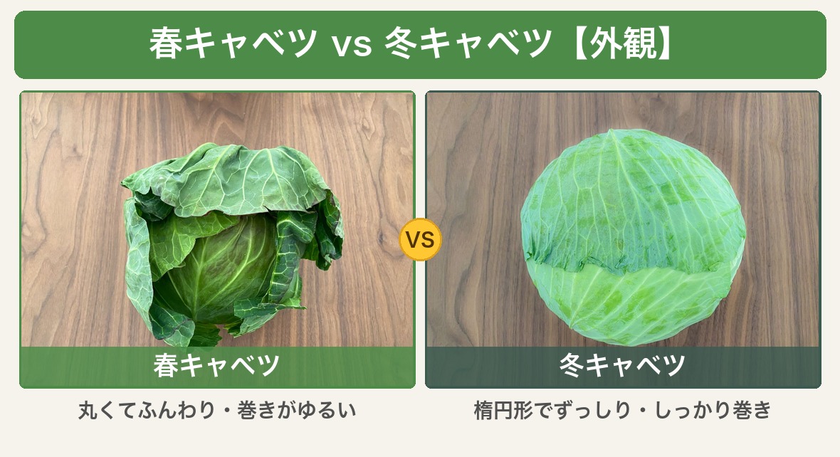 春キャベツと冬キャベツの外観比較 春キャベツは丸くてふんわり 冬キャベツは楕円形でずっしり
