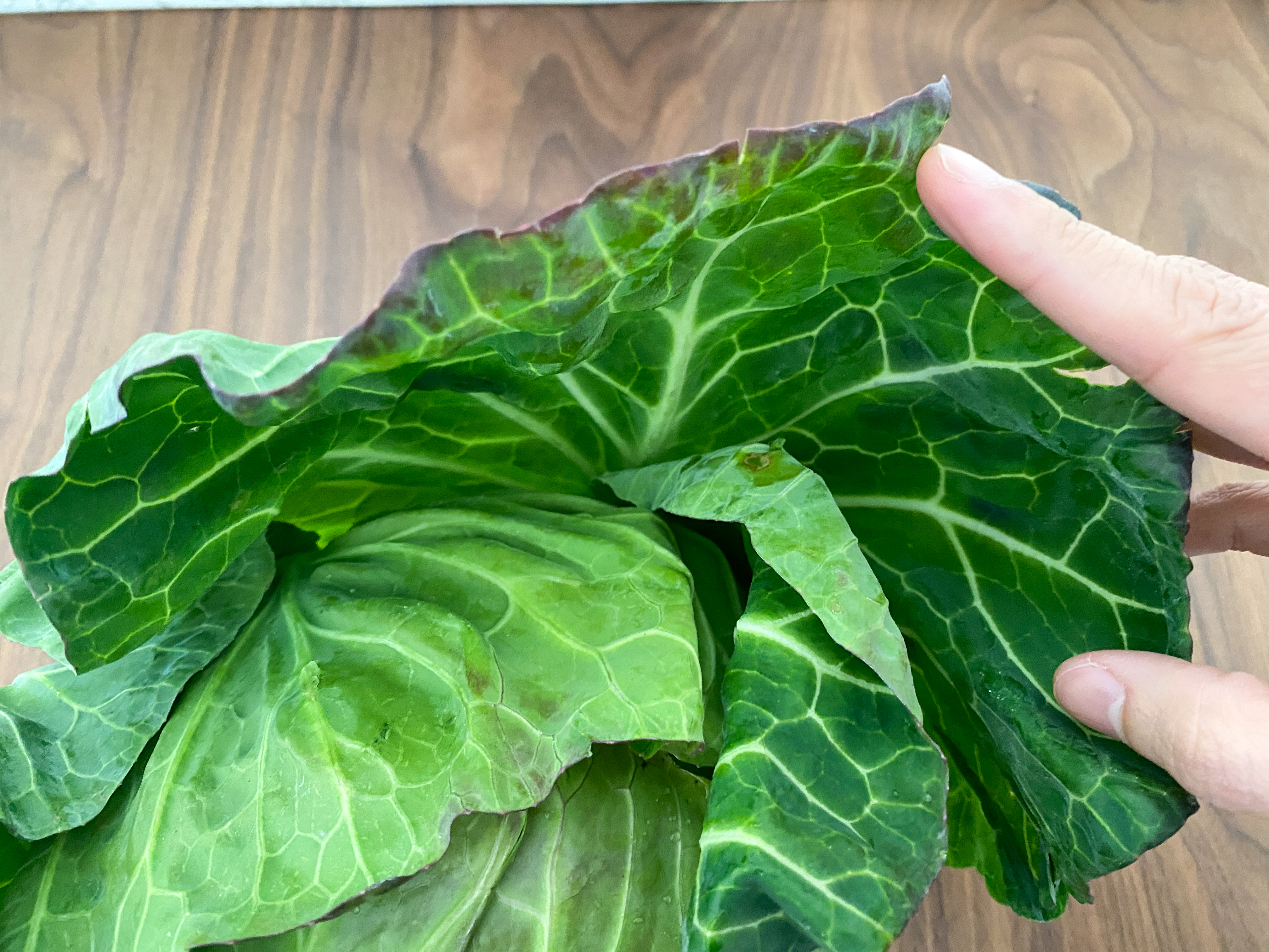 春キャベツの葉を手でめくっている様子 柔らかい葉の質感