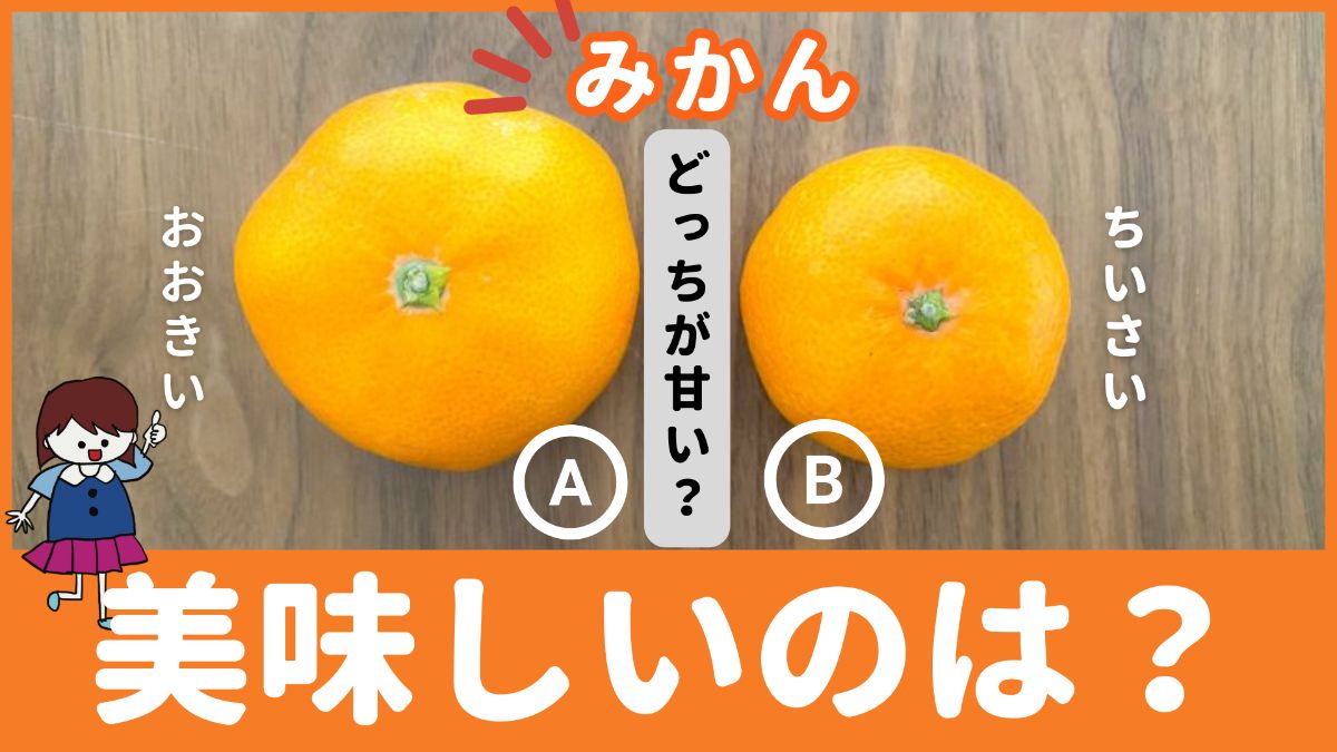 「大きいみかん」or「小さいみかん」、どっちが甘い？どっちがお得感があるの？元スーパーの店員が解説 ぱるとよ 食材ブログ