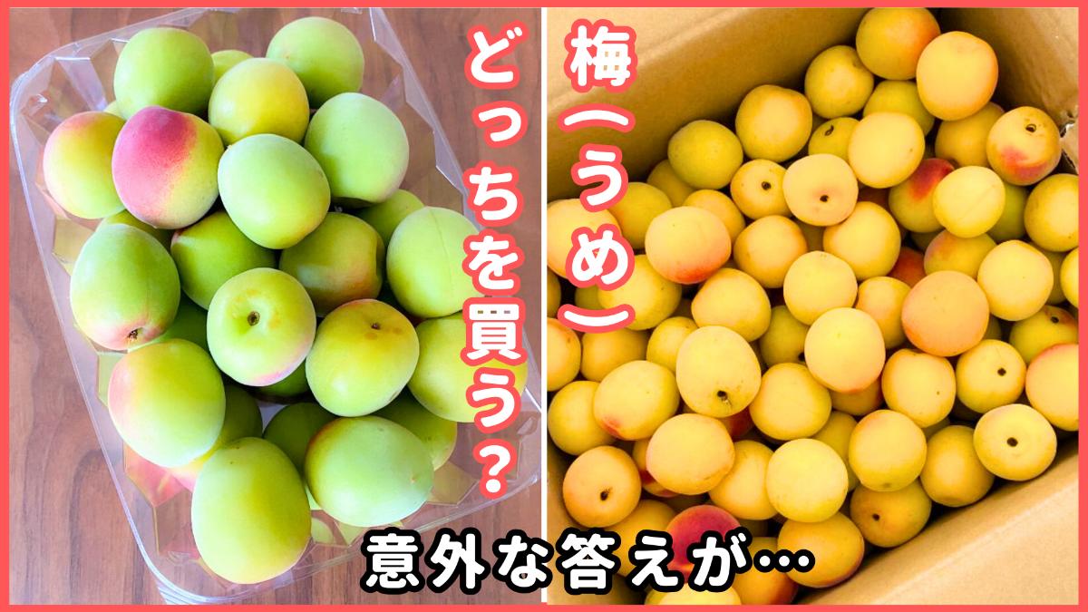 0811【秀品】特大4L4kg 梅干し向け黄色南高梅　ほぼ完熟　キルトパッチ梅店 2420011it2.jpg