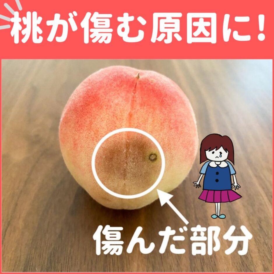 知らずにやってた…！「桃」が傷む原因になる“3つのNG行為” | ぱるとよ 食材ブログ