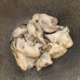 【牡蠣】洗うのは塩？片栗粉？「汚れとヌメリをごっそり落とす」方法